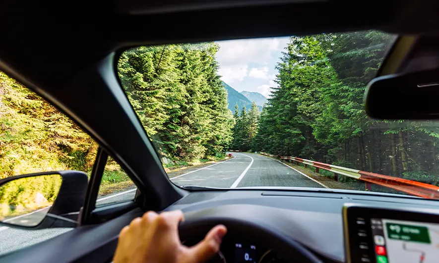 driving in forest