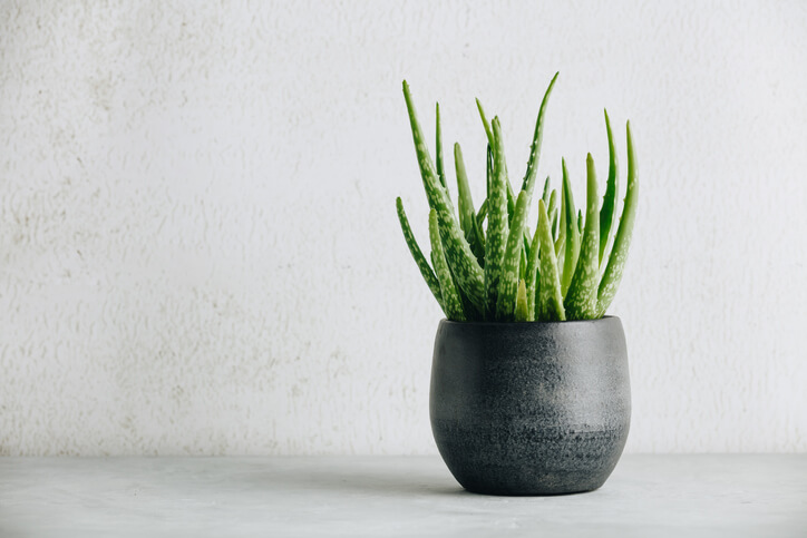 Aloe vera in a smooth, black pot