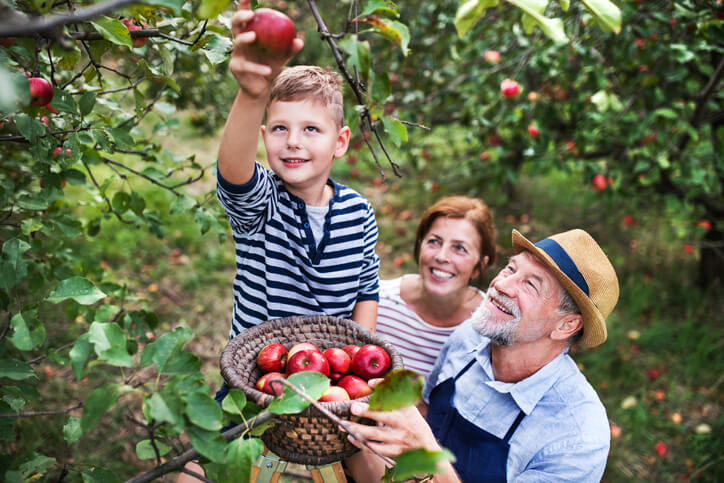 boy picks apples with grandparents
