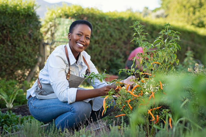 Woman kneels down to pick peppers