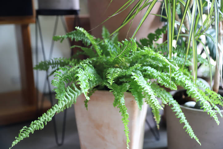 Potted Boston Fern