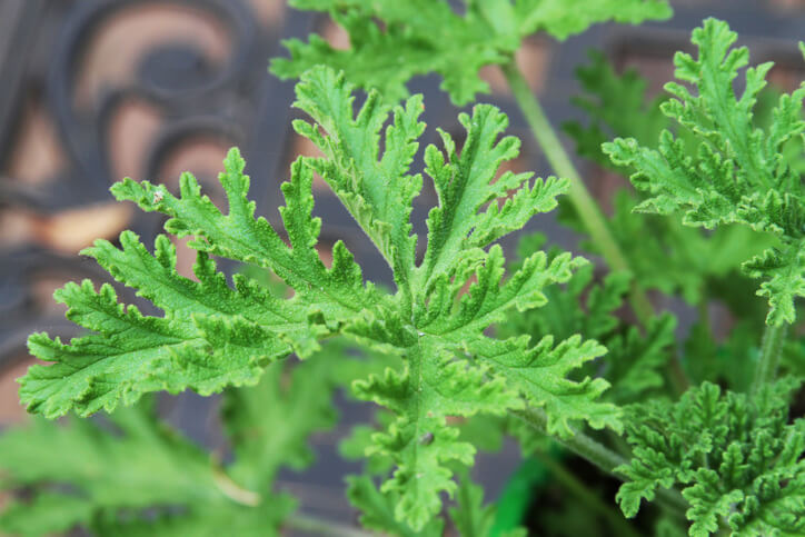 Citronella growing on a patio