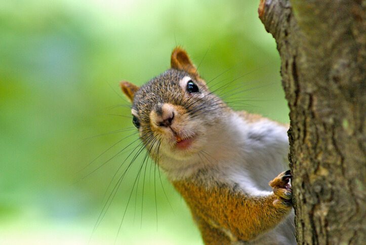 up close of a squirrel on a tree