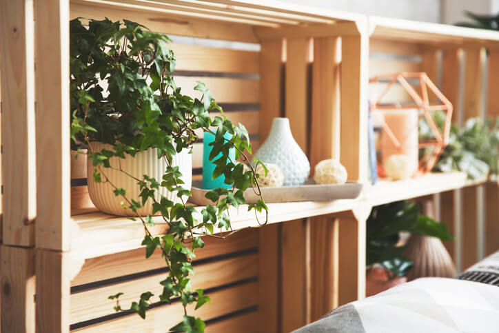 A potted English Ivy on a shelf