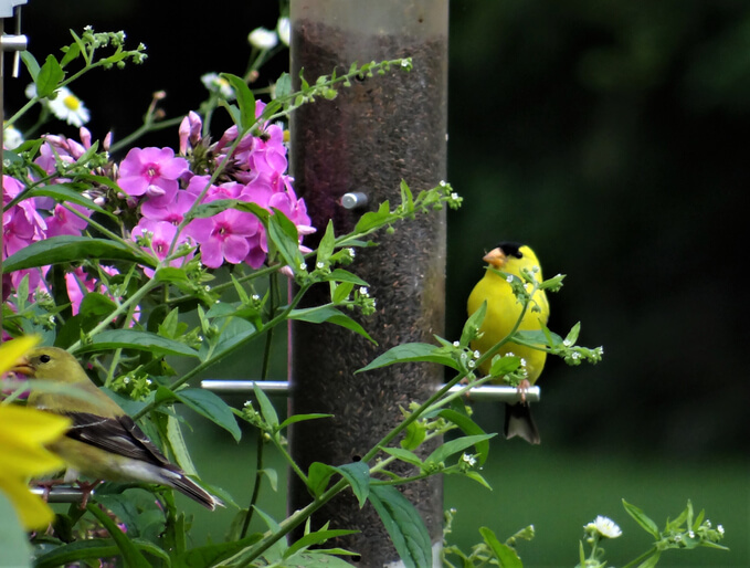 Bright yellow bird at a feeder