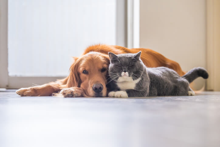 dog and cat