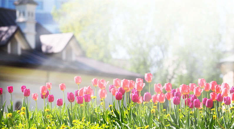 Tulips blooming in a front yard