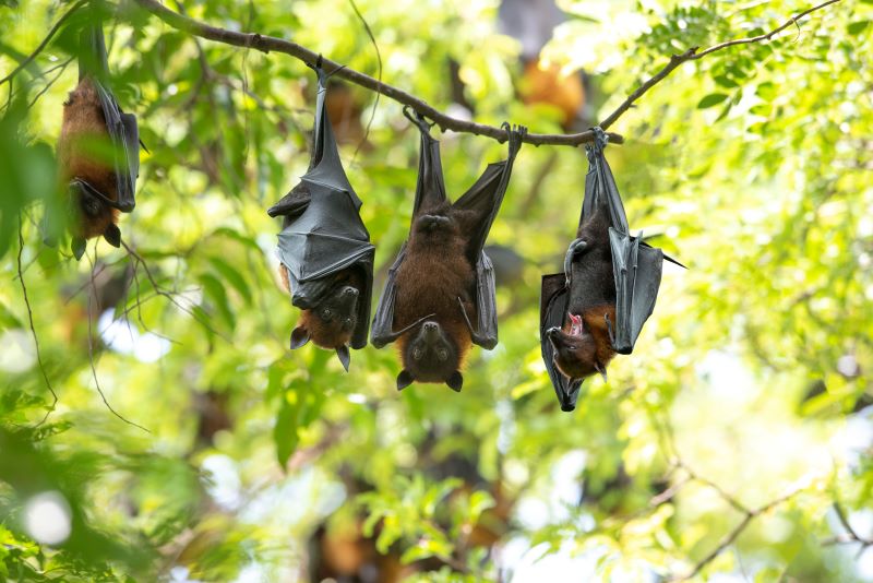 Fruit bats hang upside down in a tree