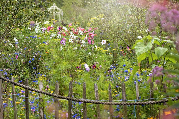 Wildflowers grow in a cottage garden
