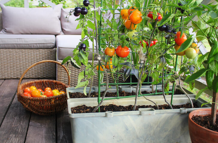 Tomatoes growing on a patio trellis