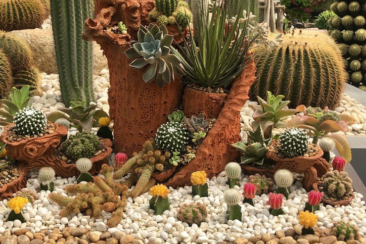 Numerous cacti planted in a rock bed