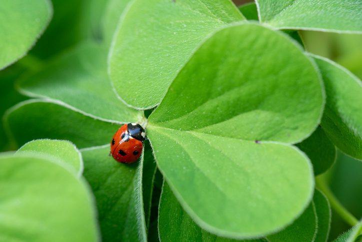 Lady bug on a clover plant