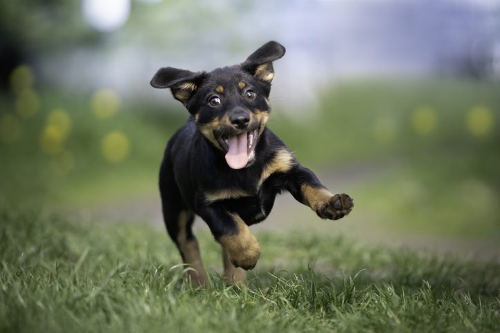 small black dog running