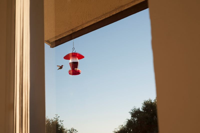 A hummingbird approaches a feeder