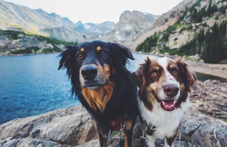 two dogs near a lake