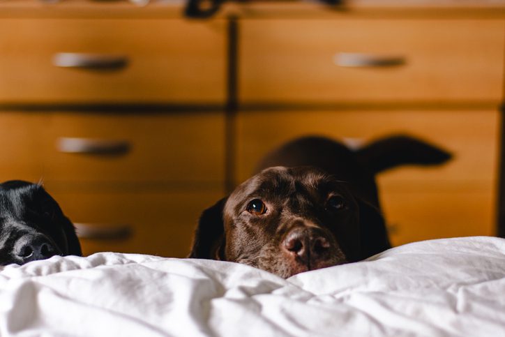 dog with face on bed