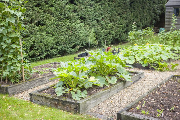 Raised vegetable gardens growing squash