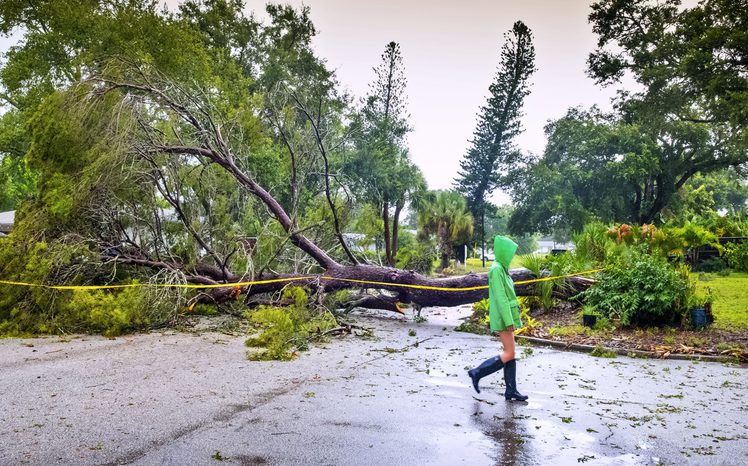 woman near fallen tree