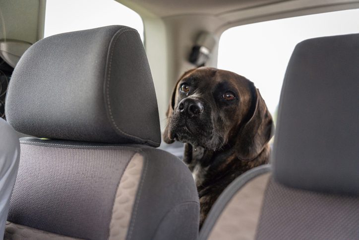 Dog in a car