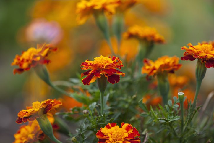 Blooming marigolds