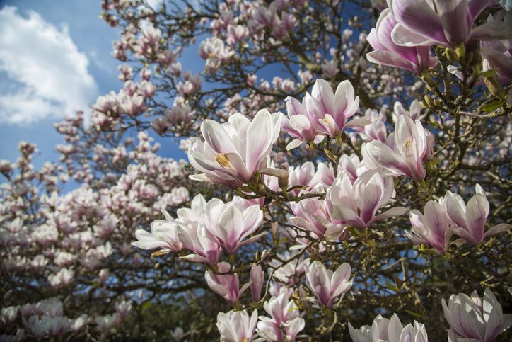 A flowering tree