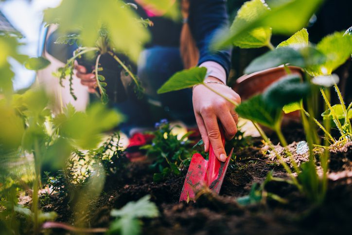 Gardener uses a trowel in fresh soil