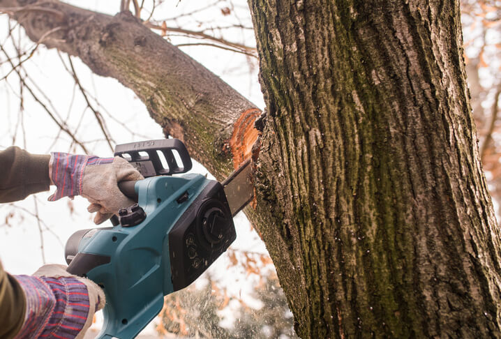 Using a chainsaw to cut a tree limb