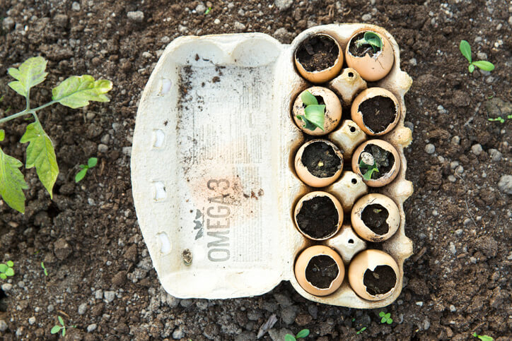 Seeds planted inside eggshells