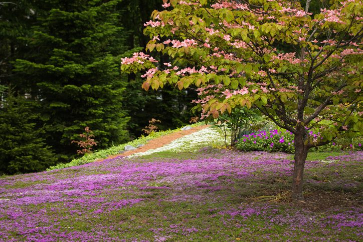 A blooming tree surrounded by blooming ground cover
