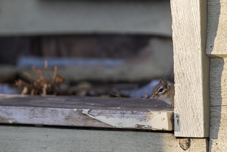 A rodent climbs through a window