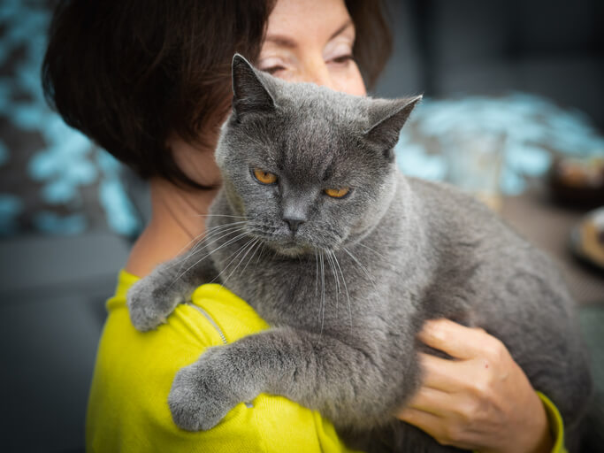 woman holding gray cat