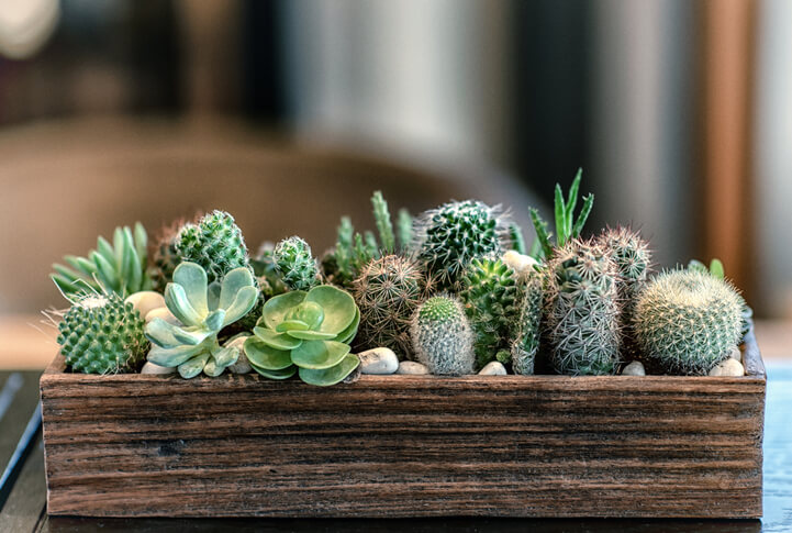 Lots of cacti in a box