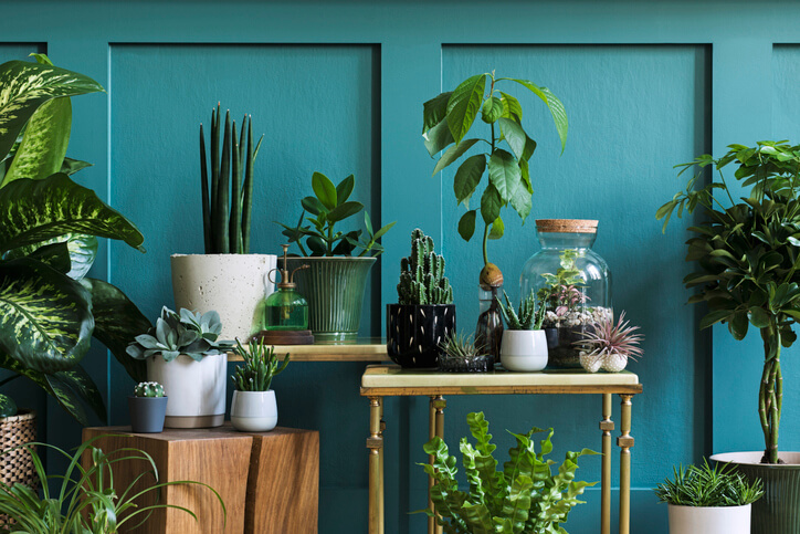 A variety of house plants in a beautiful home