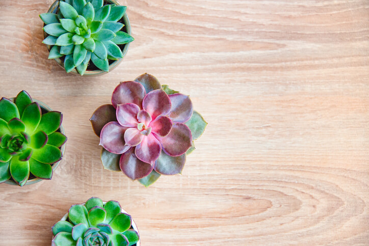 Small, colorful succulents on a table