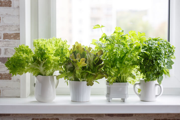 Potted herbs on a kitchen window