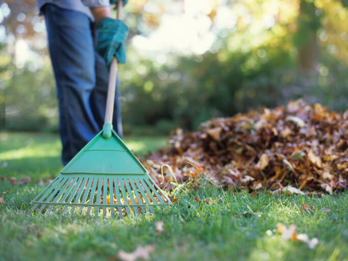 raking leaves