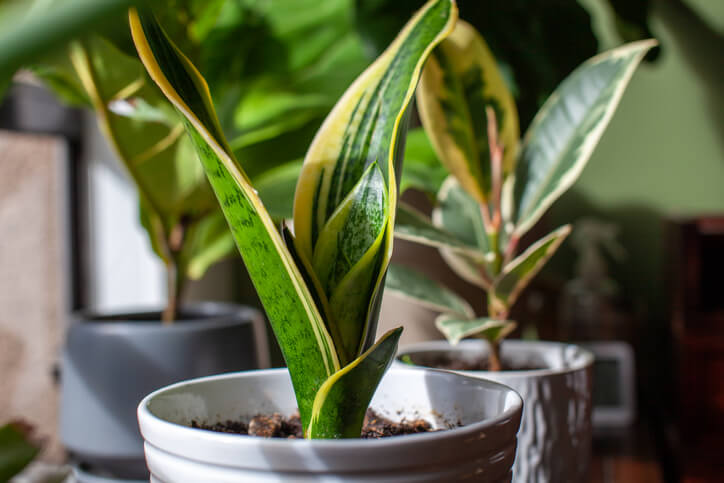 A snake plant sites in dappled light