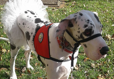 pet therapy dog
