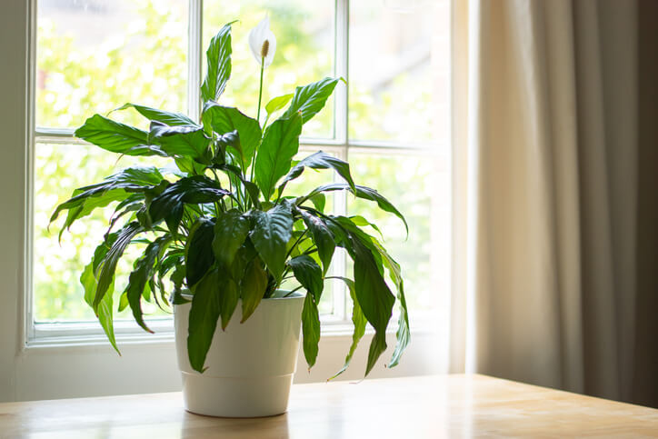 A peace lily sits in a window