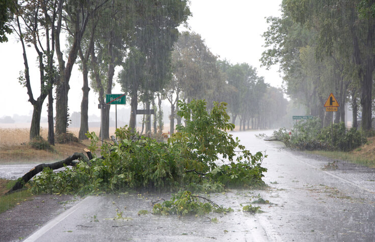 Downed limbs in a rainstorm
