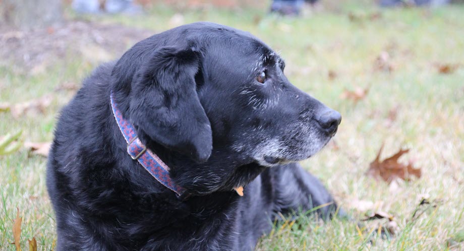senior dog outside