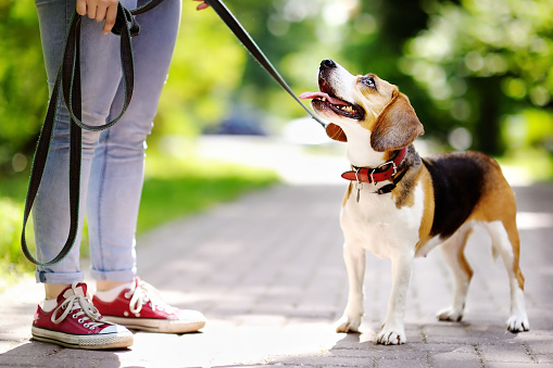 woman walks dog