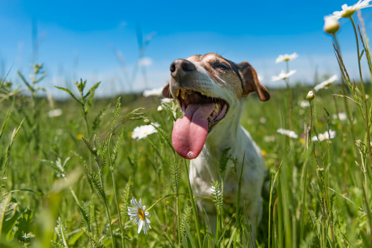happy dog