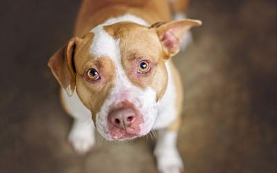 A pitbull
