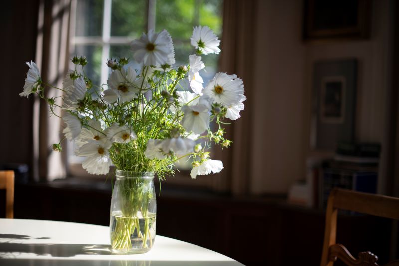 White Cosmos sit on a table in the sun