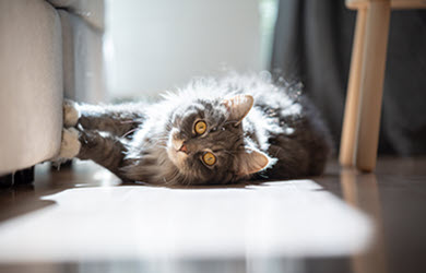 General Liability Insurance for Pet Sitters