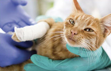 Animal bailee coverage for veterinarians