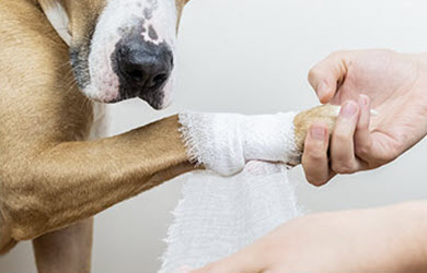 Animal Bailee Insurance