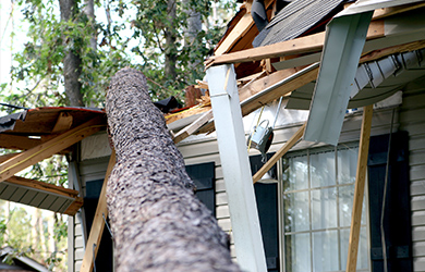 business income insurance for dog boarding businesses