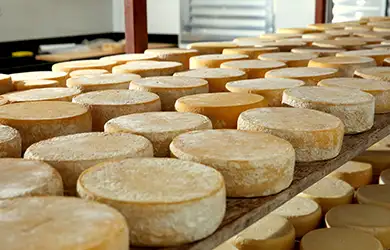 Product Liability Insurance for dairy farms